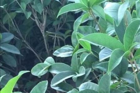 盆栽桂花只长新芽不开花