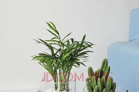 玻璃树可以养在卧室吗