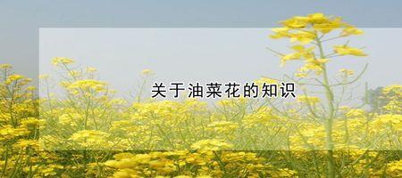 油菜花属于什么组织