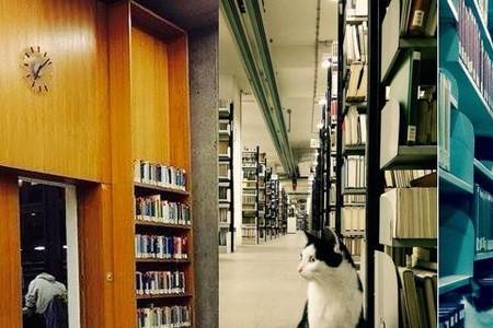 图书馆里面的猫叫什么