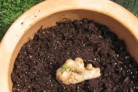 姜芽如何种植