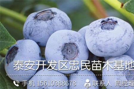 粉蓝蓝莓优缺点