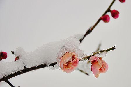 梅雪争春未肯降中的争字的妙处