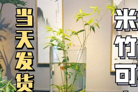 内门竹养殖方法和注意事项