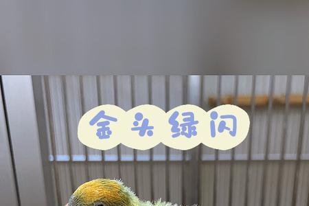 金头绿闪为什么贵