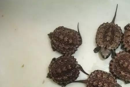 佛鳄龟可以长期深水养吗