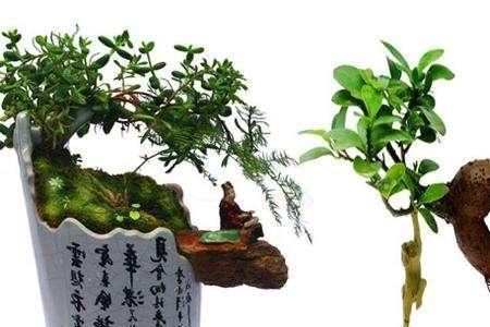 花盆属于标品还是非标