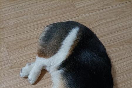 柯基春天掉毛多久