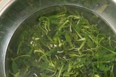 荠菜煮的水可以浇花吗
