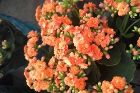 长寿花修根后换盆马上能浇水吗
