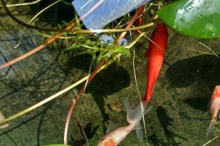 水缸养鱼可以全填河沙吗