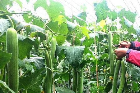 四川大棚丝瓜种植的方法与技术