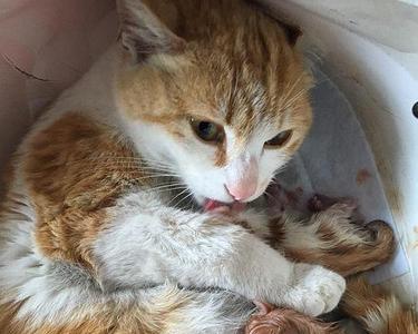 猫咪有奶了就是要生了吗
