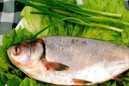 鲢鱼与鳙鱼哪个长得快