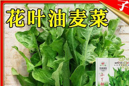 过冬油麦菜几月种
