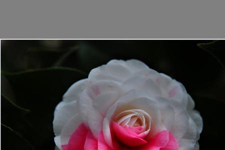 山茶花开春未归什么意思
