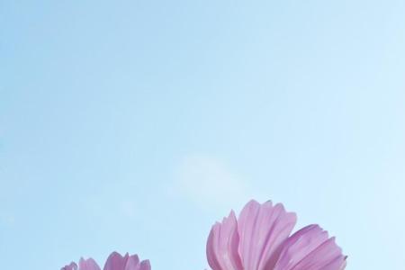 可以把花香比作为什么