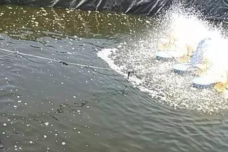 鱼浮头时都必须增氧吗