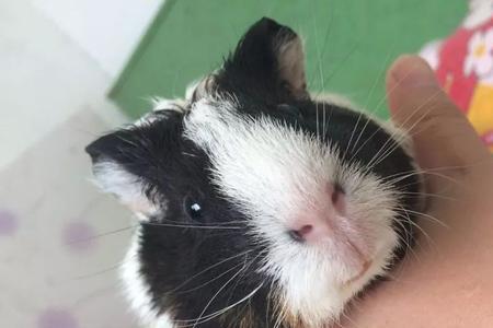 荷兰猪为什么会有皮屑