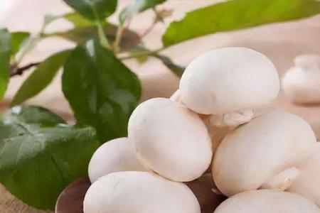 白玉菇和白蘑菇哪个更好