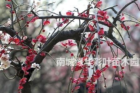 什么树可以嫁接垂枝梅