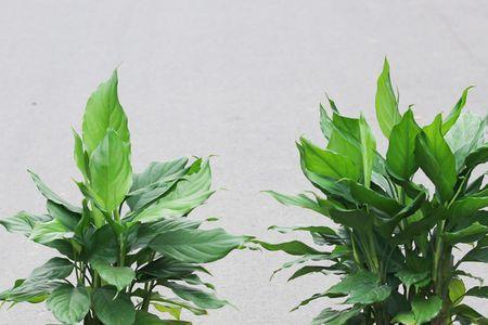类似万年青的盆栽