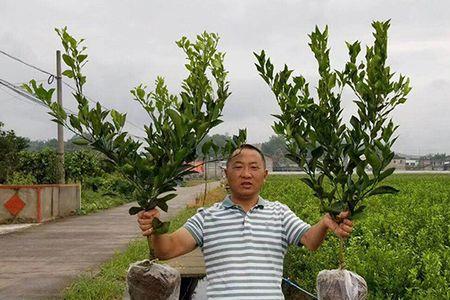大雅柑花期