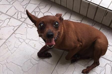 小鹿犬粘人吗