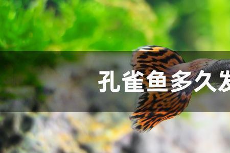 一个月的孔雀鱼喂什么饲料