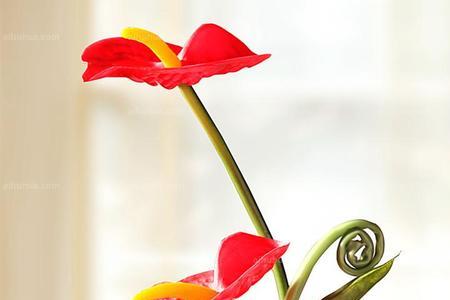 赤掌和红掌有什么区别