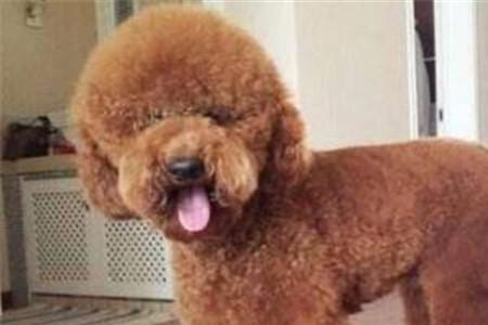 巨贵犬需要大运动量么