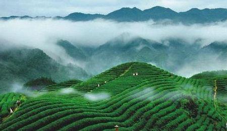 传说茶是哪位发现的