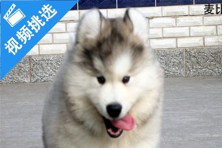 阿拉斯加生长周期多长时间