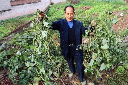 栽红薯苗粘泥吗