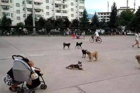 居民区养巨型犬扰民怎么办