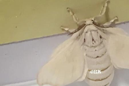 蚕蛾都是公的怎么办