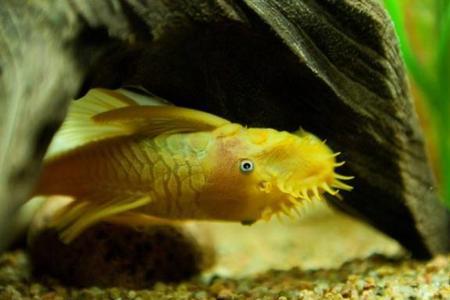 黄金胡子鱼吃剩下的鱼食吗