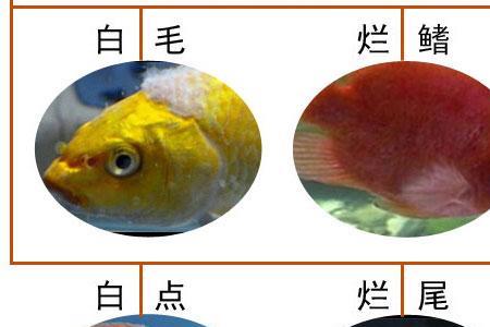 阿苯达唑鱼缸用量