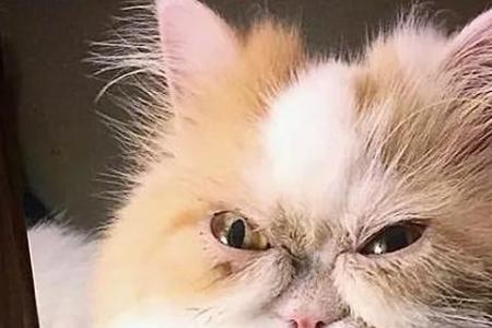 叫得凶的猫是公母