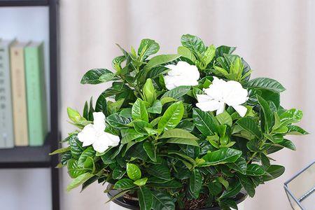 九里香和栀子花哪个好养