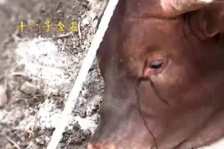 牛为什么知道自己将死
