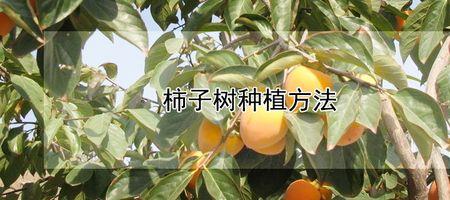 柿子树多久种一次