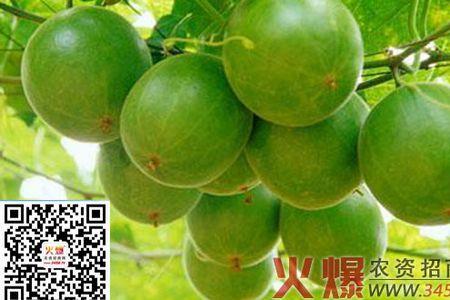 怎样才能让罗汉果每株结200个果