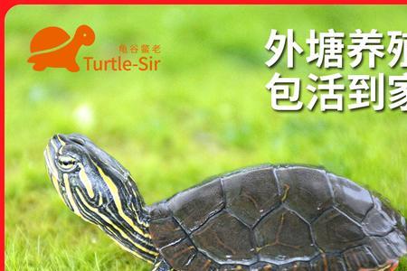 红腹西锦龟属于深水龟吗