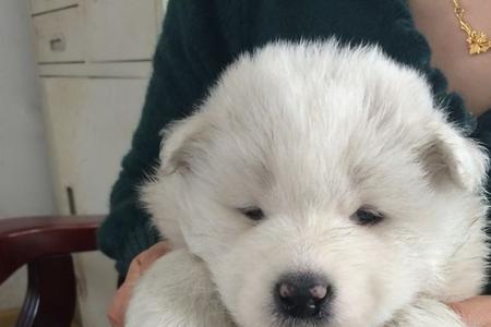 公萨摩耶犬能长多小斤