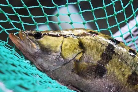 养鳜鱼加热棒加热到多少度