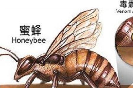 蚂蜂的终极形态是什么
