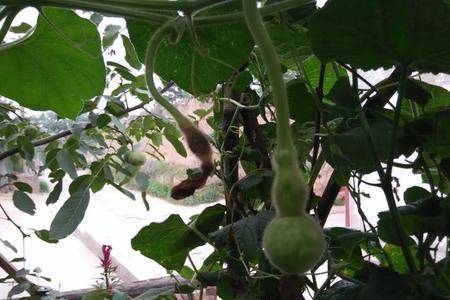 葫芦长大了藤上挂不住怎么办