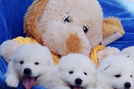 萨摩耶幼犬很安静正常吗