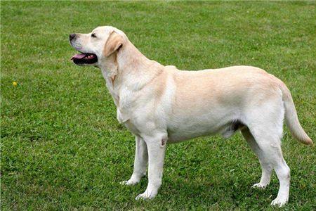拉布拉多犬怎么训练